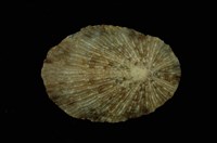 藏品(花笠螺)的圖片